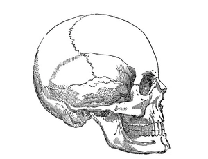 Anatomy of a Human Skull Coloring Page