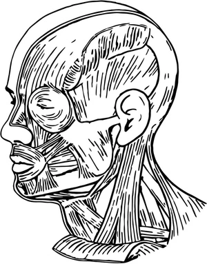Anatomy of Human Muscles Coloring Page