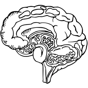 Anatomy of the Brain Coloring Page