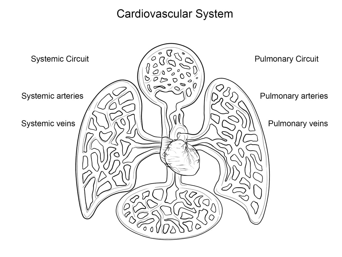 Anatomy of the Cardiovascular System Coloring Page