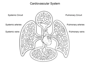 Anatomy of the Cardiovascular System Coloring Page