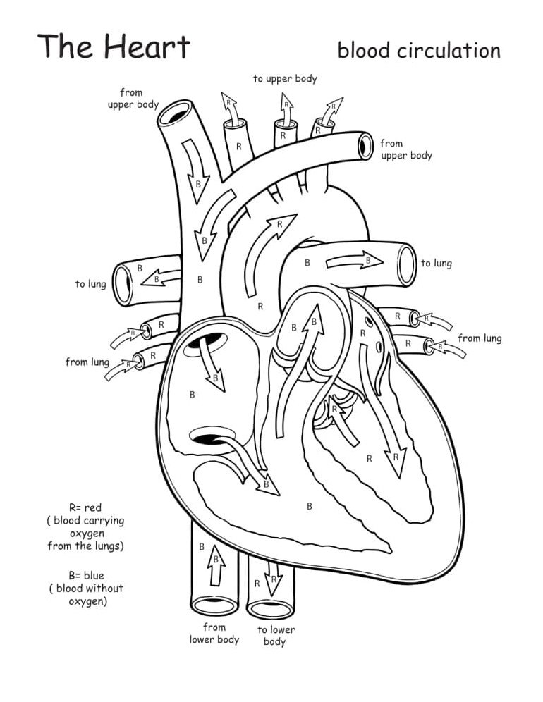 Anatomy of the Heart Coloring Page