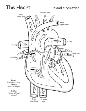 Anatomy of the Heart