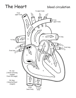 Anatomy of the Heart Coloring Page