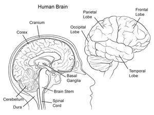 Anatomy of the Human Brain Coloring Page