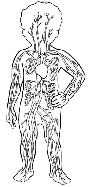 Anatomy of the Human Form