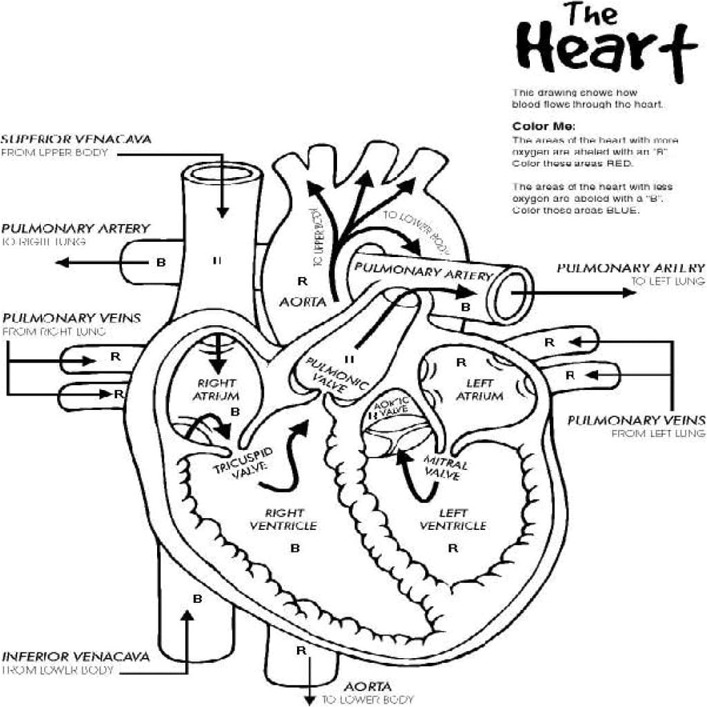 Anatomy of the Human Heart Coloring Page