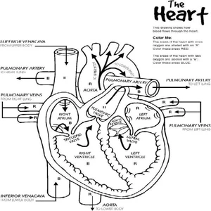 Anatomy of the Human Heart Coloring Page