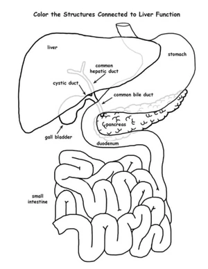 Anatomy of the Liver Coloring Page