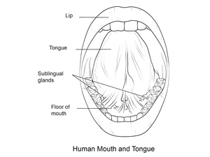 Anatomy of the Mouth and Tongue Coloring Page