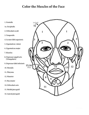 Anatomy of the Muscles in the Face