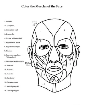 Anatomy of the Muscles in the Face Coloring Page