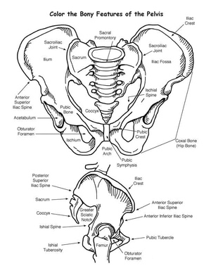 Anatomy of the Pelvis