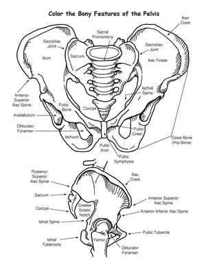 Anatomy of the Pelvis Coloring Page