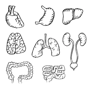 Anatomy Print Coloring Page
