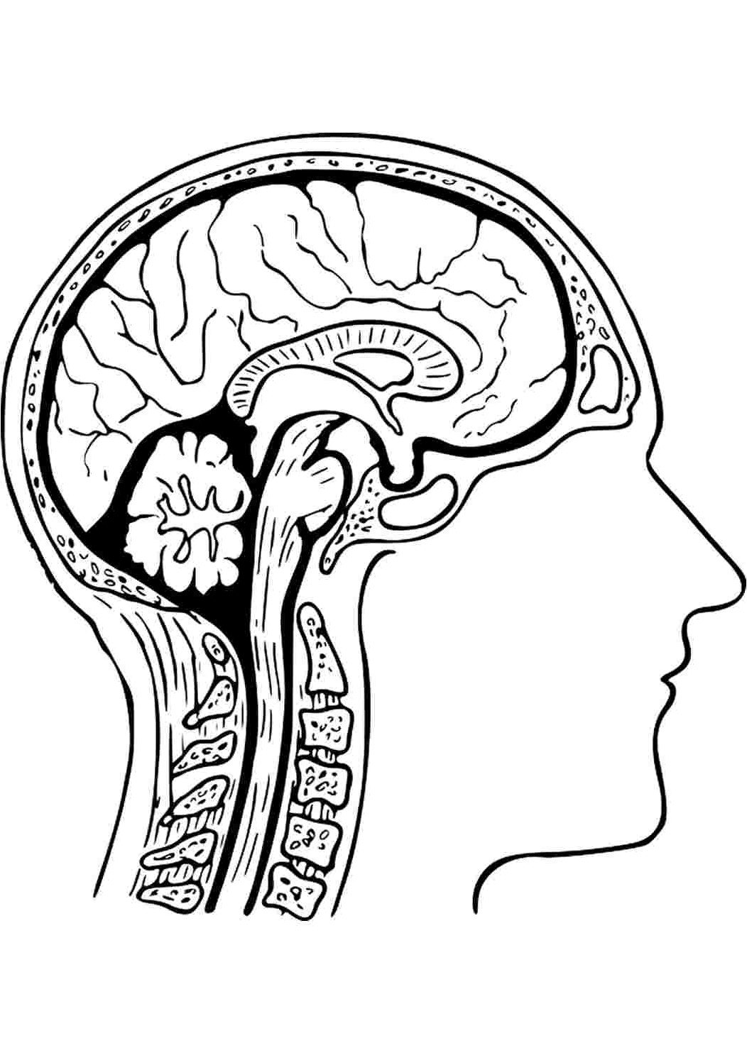 Free Anatomy Coloring Page Coloring Page