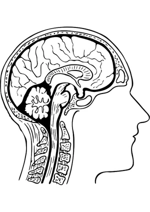 Free Anatomy Coloring Page Coloring Page