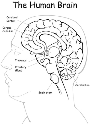Anatomy
