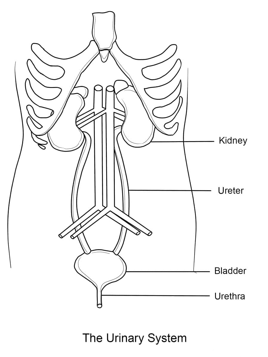 The Anatomy of the Urinary System Coloring Page