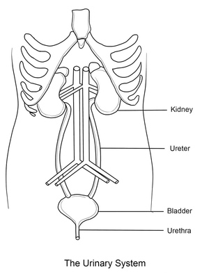 The Anatomy of the Urinary System