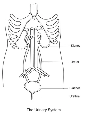 The Anatomy of the Urinary System Coloring Page