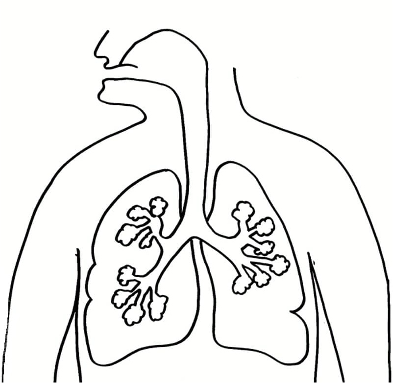 The Lung Anatomy Coloring Page