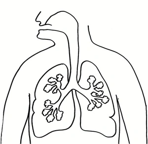 The Lung Anatomy Coloring Page