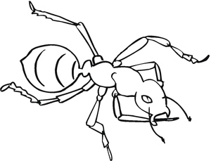 Ant Friend