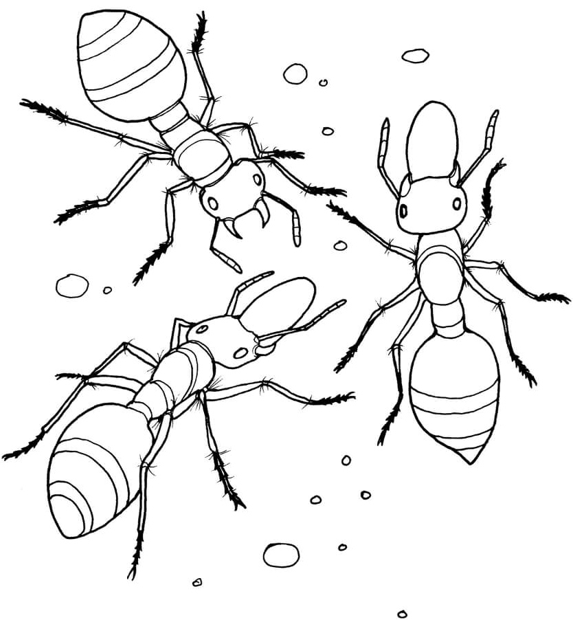 Three Ant Friends Coloring Page
