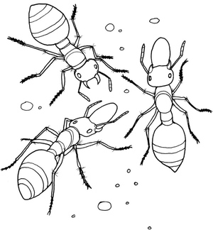Three Ant Friends