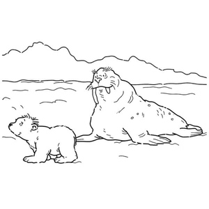 A walrus cares for a little polar bear.