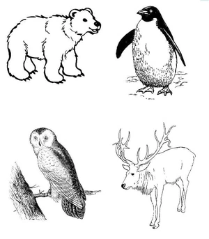 Arctic Animals Coloring Page Coloring Page
