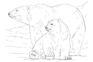 Bears Sunbathing