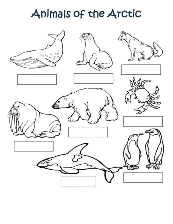 Name the Arctic Animals Coloring Page