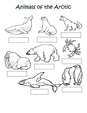 Name the Arctic Animals Coloring Page