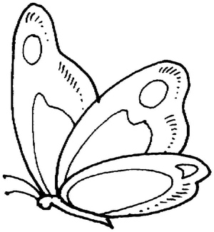 Butterfly Freedom