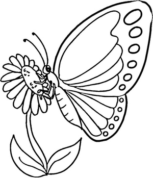 Butterfly on a Flower