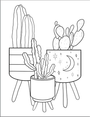 Beautiful Trio of Cactus in Pots