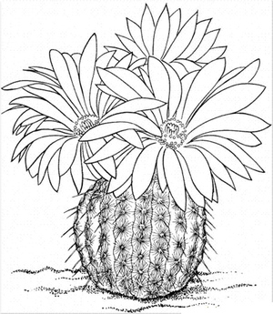 Cactus