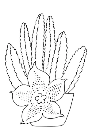 Stapelia Cactus Coloring Page Coloring Page