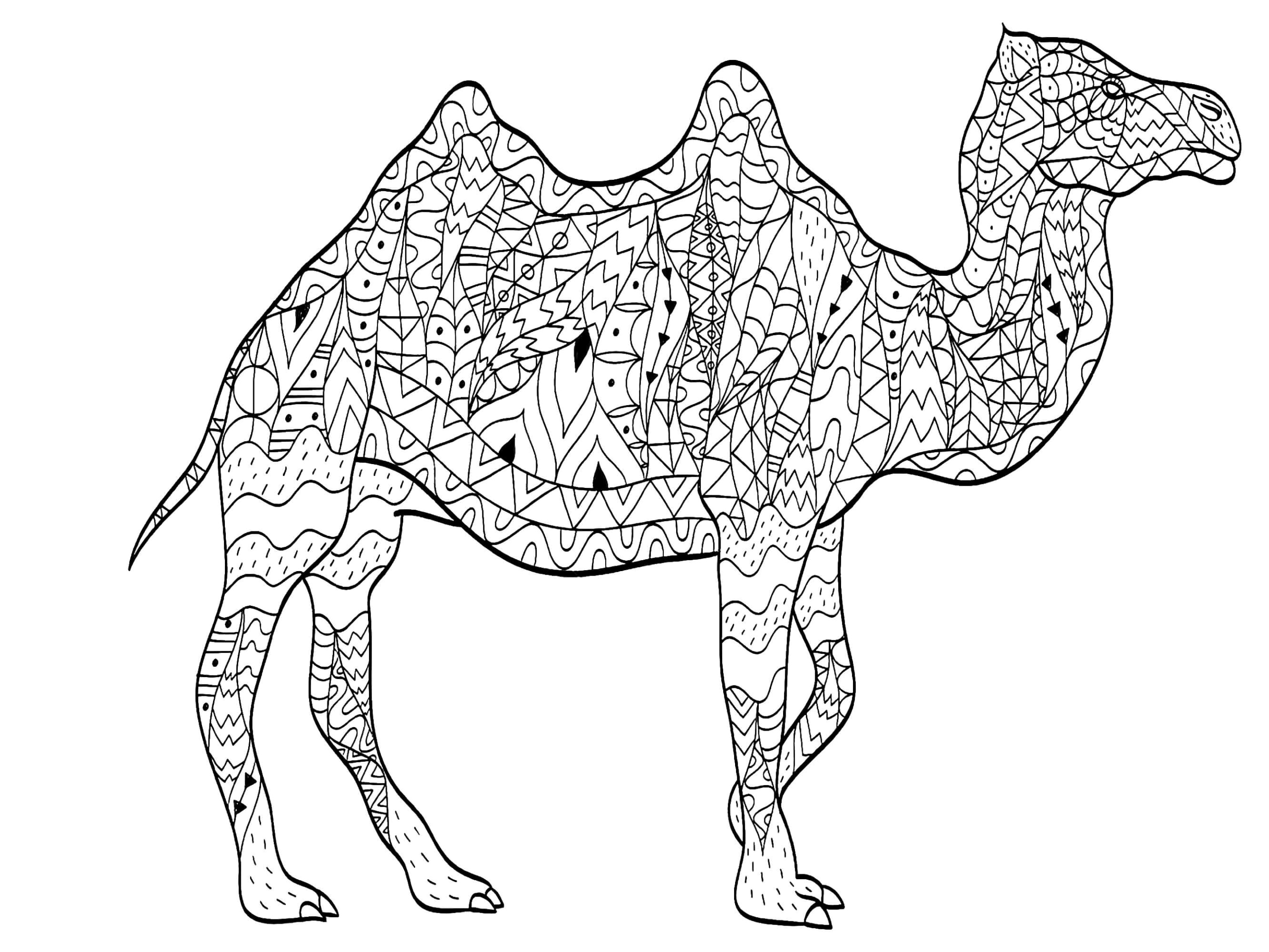 Easy Camel Mandala Coloring Page