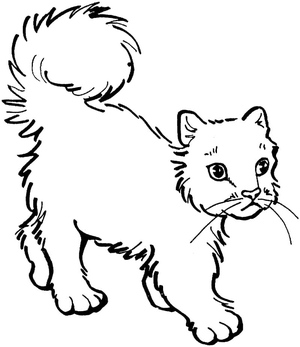 A Typical Cat