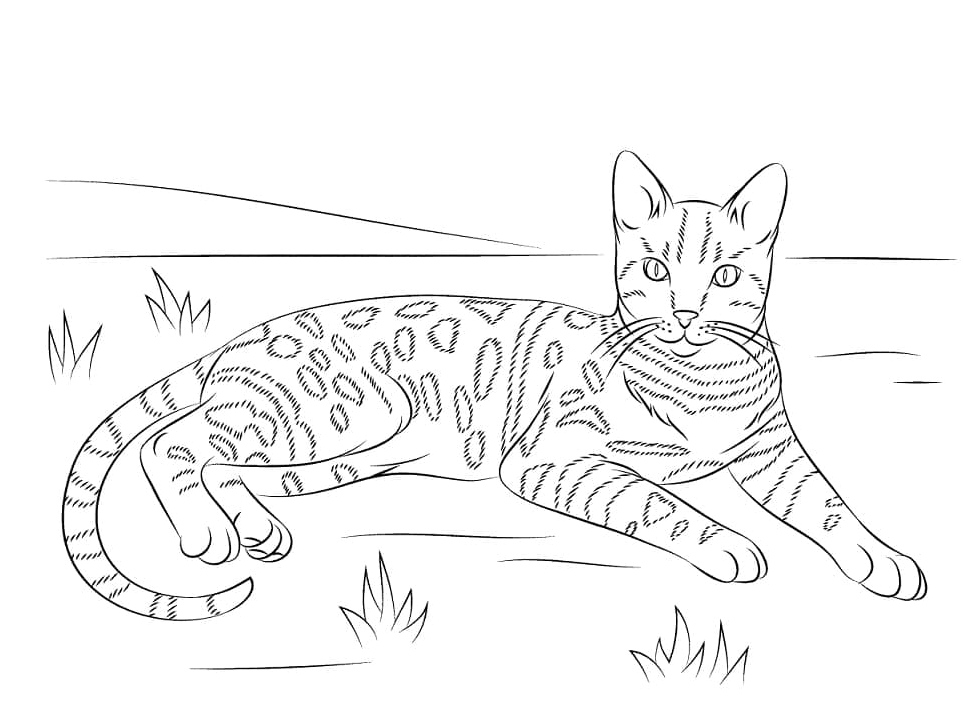 Bengal Cat - Feline Coloring Page Coloring Page