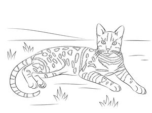 Bengal Cat - Feline Coloring Page Coloring Page