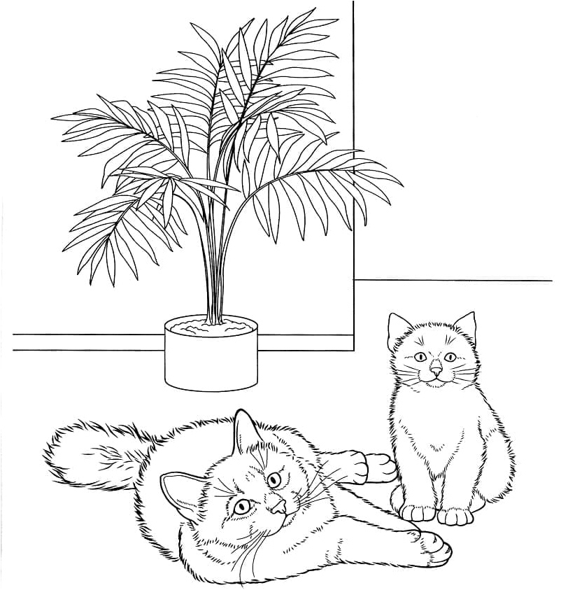 Birman Felines Coloring Page