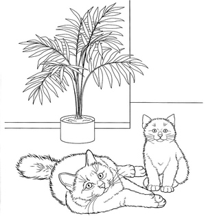 Birman Felines