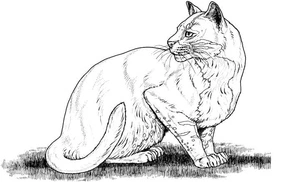 Cat Realism Coloring Page