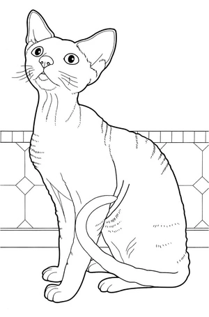 Devon Rex Kitty Coloring Page