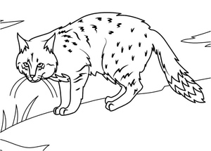 Mountain Lion