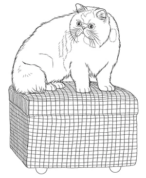Persian Cat Coloring Page